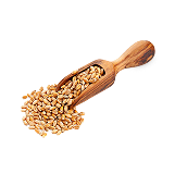 گندم
