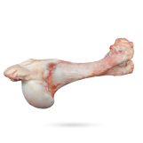 قلم گوسفند