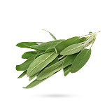 اکالیپتوس