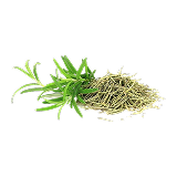 رزماری