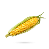 ذرت