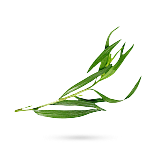 ترخون